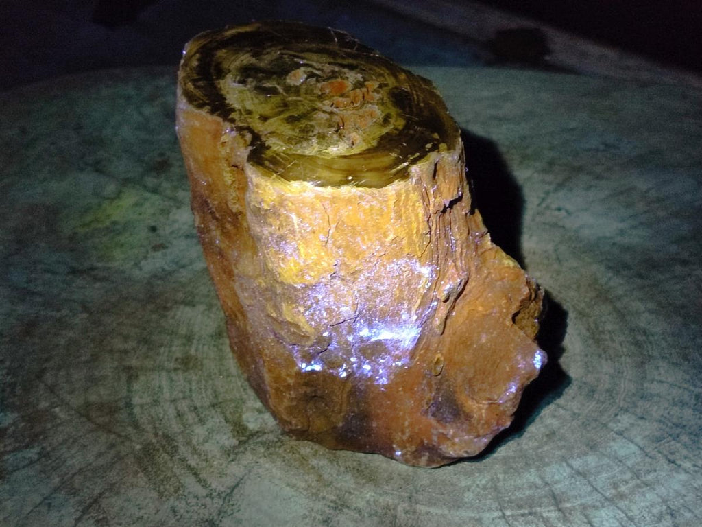 Polished Large On One Side Dadoxylon Petrified Wood Tree Branche x 1 From Gokwe, Zimbabwe - Toprock Gemstones and Minerals 