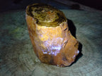 Polished Large On One Side Dadoxylon Petrified Wood Tree Branche x 1 From Gokwe, Zimbabwe - Toprock Gemstones and Minerals 