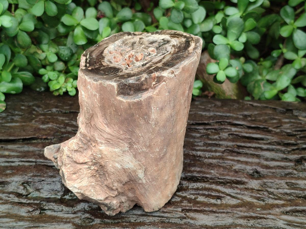 Polished Large On One Side Dadoxylon Petrified Wood Tree Branche x 1 From Gokwe, Zimbabwe - Toprock Gemstones and Minerals 