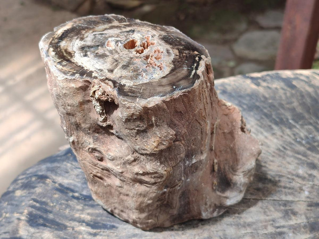 Polished Large On One Side Dadoxylon Petrified Wood Tree Branche x 1 From Gokwe, Zimbabwe - Toprock Gemstones and Minerals 