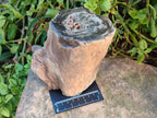 Polished Large On One Side Dadoxylon Petrified Wood Tree Branche x 1 From Gokwe, Zimbabwe - Toprock Gemstones and Minerals 