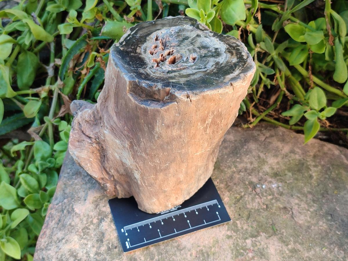 Polished Large On One Side Dadoxylon Petrified Wood Tree Branche x 1 From Gokwe, Zimbabwe - Toprock Gemstones and Minerals 