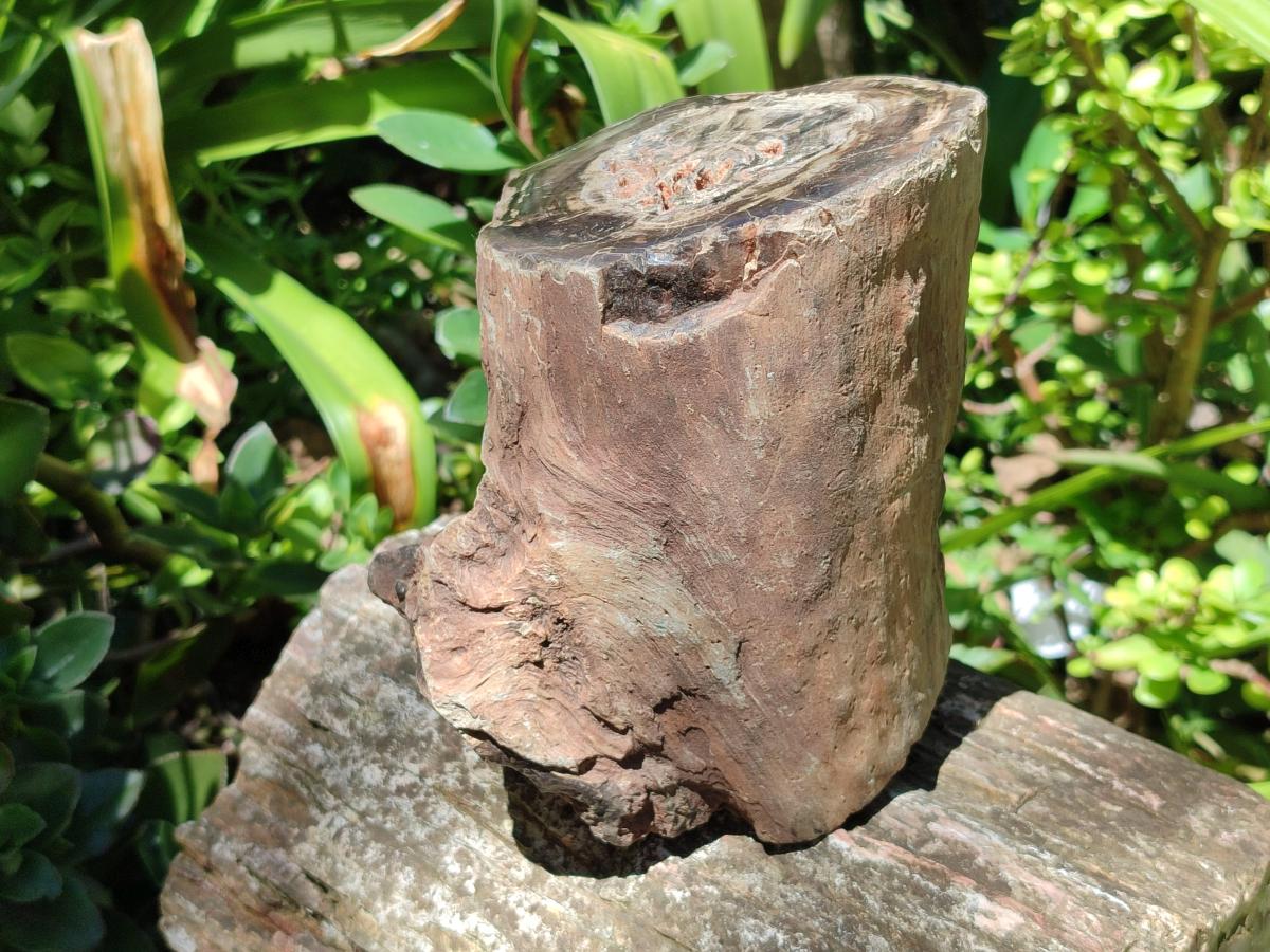 Polished Large On One Side Dadoxylon Petrified Wood Tree Branche x 1 From Gokwe, Zimbabwe - Toprock Gemstones and Minerals 