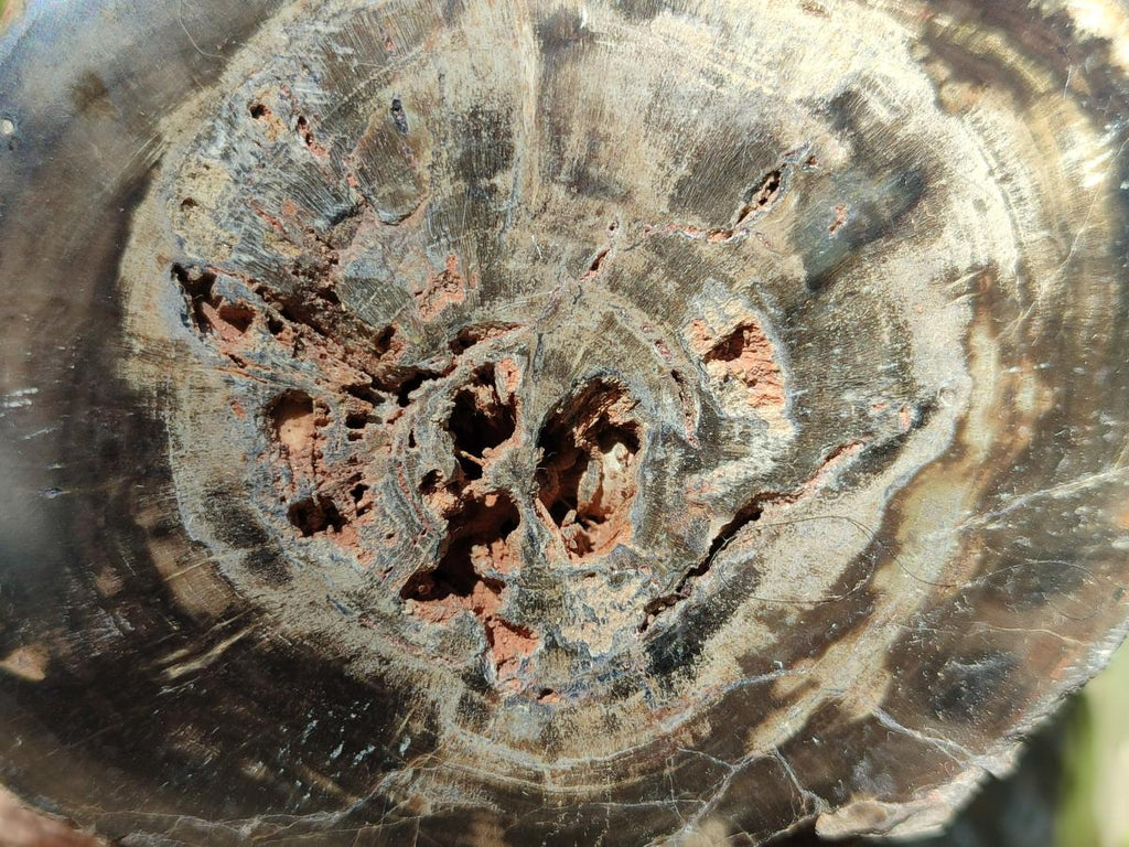 Polished Large On One Side Dadoxylon Petrified Wood Tree Branche x 1 From Gokwe, Zimbabwe - Toprock Gemstones and Minerals 