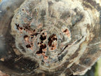 Polished Large On One Side Dadoxylon Petrified Wood Tree Branche x 1 From Gokwe, Zimbabwe - Toprock Gemstones and Minerals 