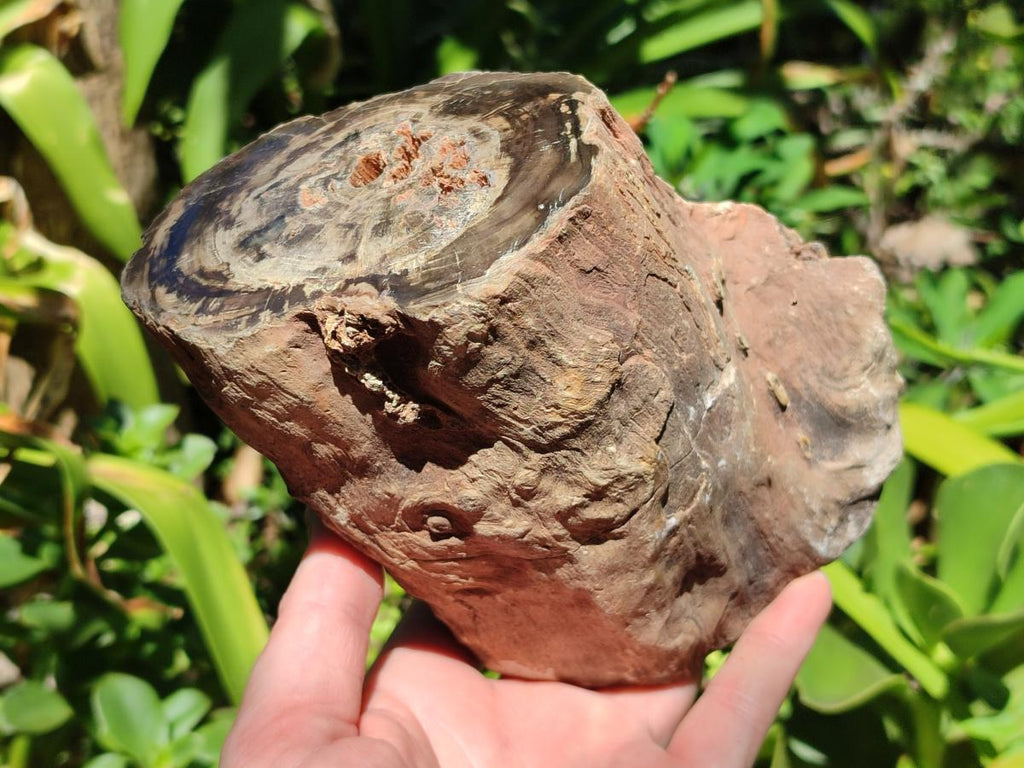 Polished Large On One Side Dadoxylon Petrified Wood Tree Branche x 1 From Gokwe, Zimbabwe - Toprock Gemstones and Minerals 