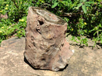 Polished Large On One Side Dadoxylon Petrified Wood Tree Branche x 1 From Gokwe, Zimbabwe - Toprock Gemstones and Minerals 