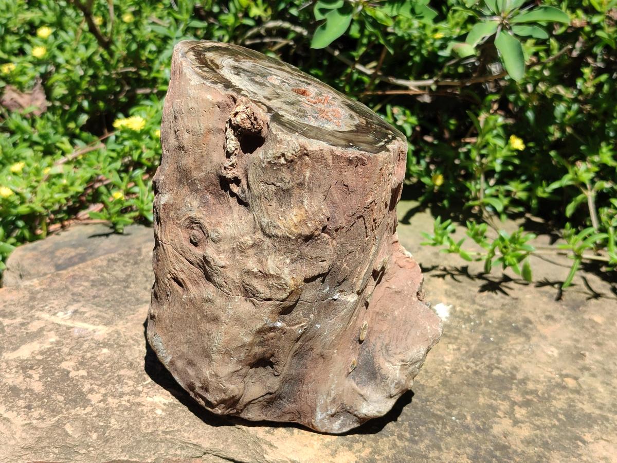 Polished Large On One Side Dadoxylon Petrified Wood Tree Branche x 1 From Gokwe, Zimbabwe - Toprock Gemstones and Minerals 
