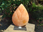 Polished Orange Twist Calcite Leaf Display Pieces x 2 From Maevantanana, Madagascar - Toprock Gemstones and Minerals 