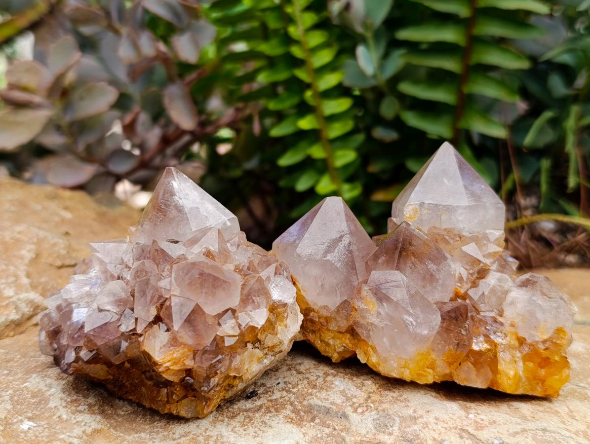 Natural Cactus Flower Smokey Amethyst Spirit Clusters x 6 From South Africa - Toprock Gemstones and Minerals 