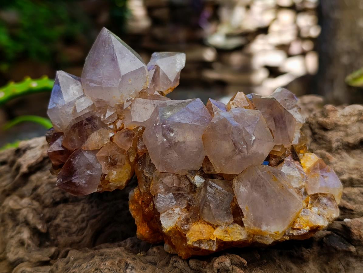 Natural Cactus Flower Smokey Amethyst Spirit Clusters x 6 From South Africa - Toprock Gemstones and Minerals 