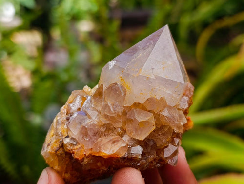 Natural Cactus Flower Smokey Amethyst Spirit Clusters x 6 From South Africa - Toprock Gemstones and Minerals 