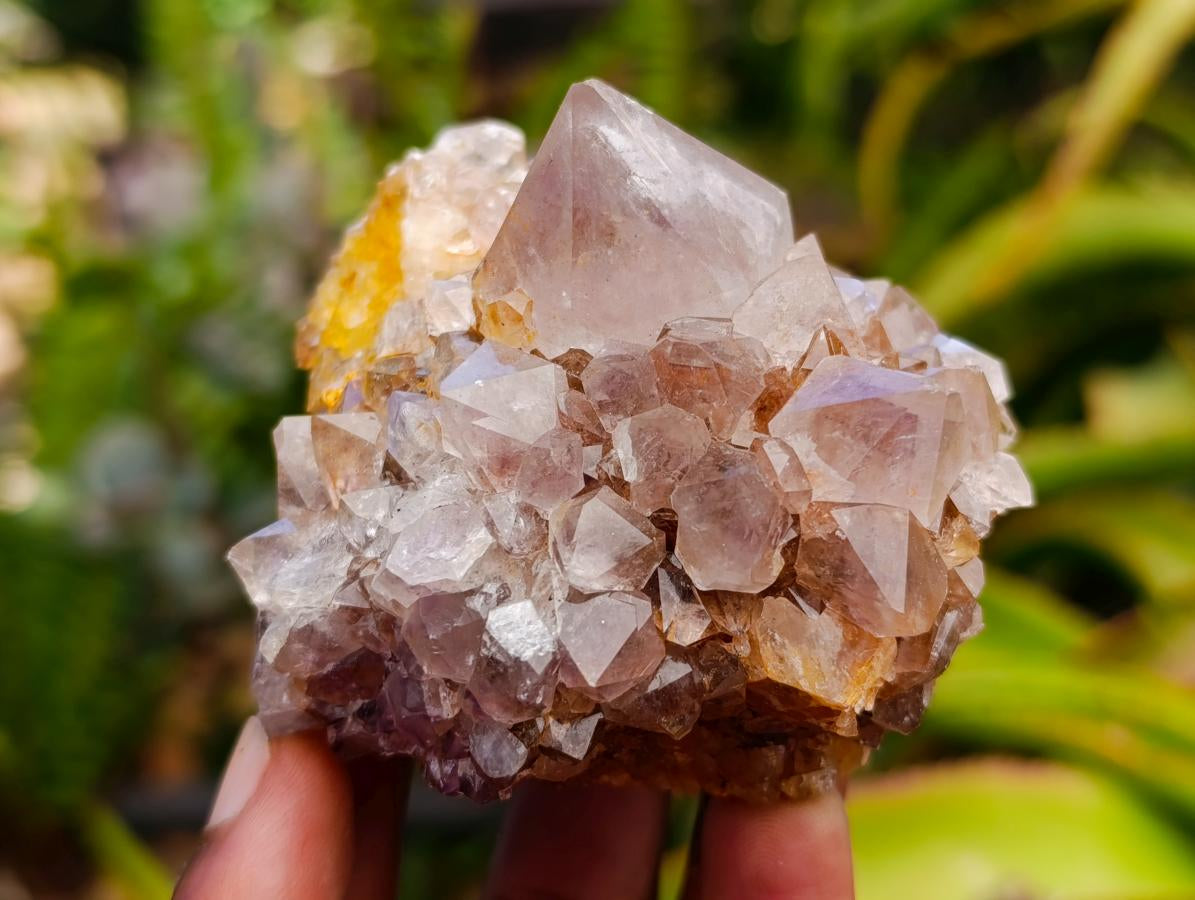Natural Cactus Flower Smokey Amethyst Spirit Clusters x 6 From South Africa - Toprock Gemstones and Minerals 