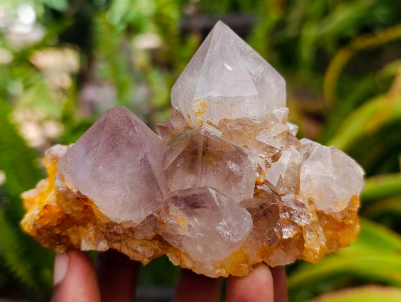 Natural Cactus Flower Smokey Amethyst Spirit Clusters x 6 From South Africa - Toprock Gemstones and Minerals 