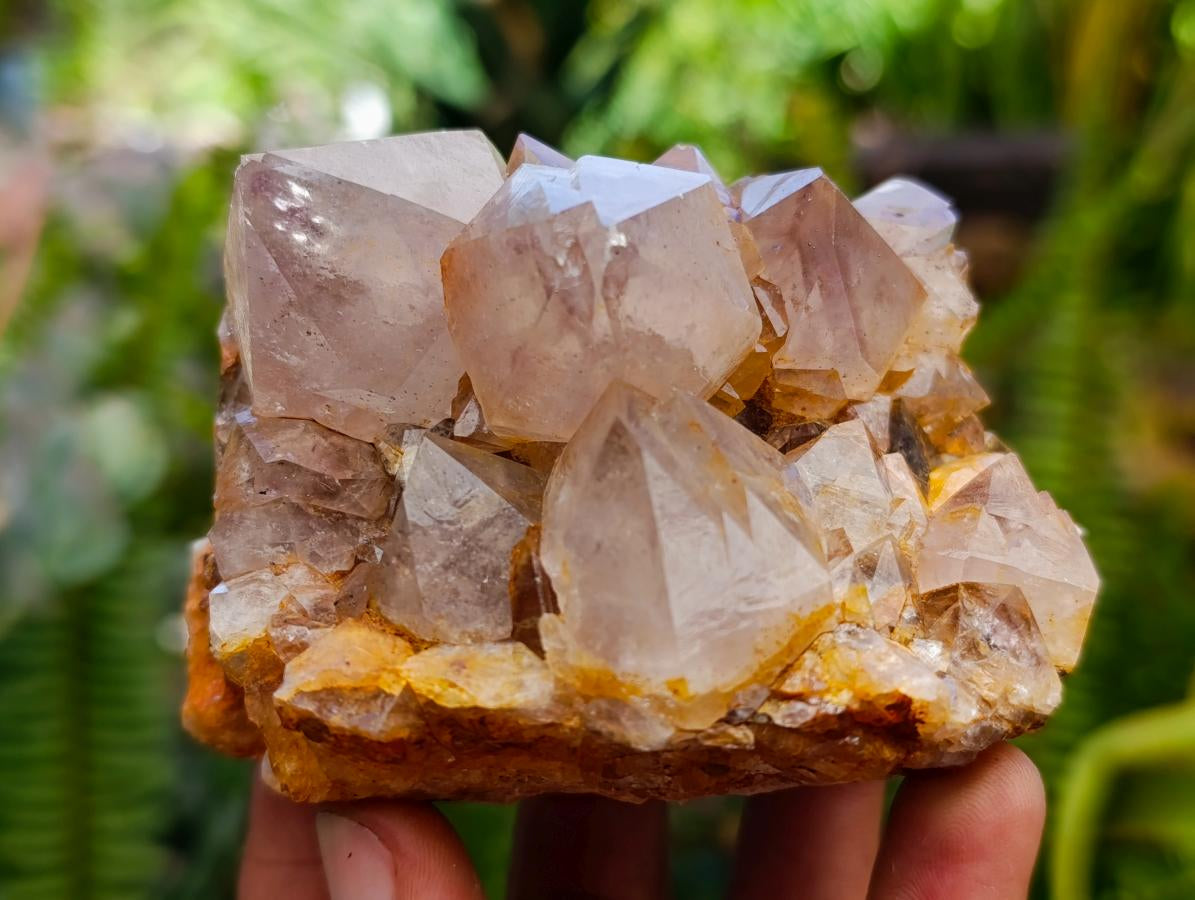 Natural Cactus Flower Smokey Amethyst Spirit Clusters x 6 From South Africa - Toprock Gemstones and Minerals 