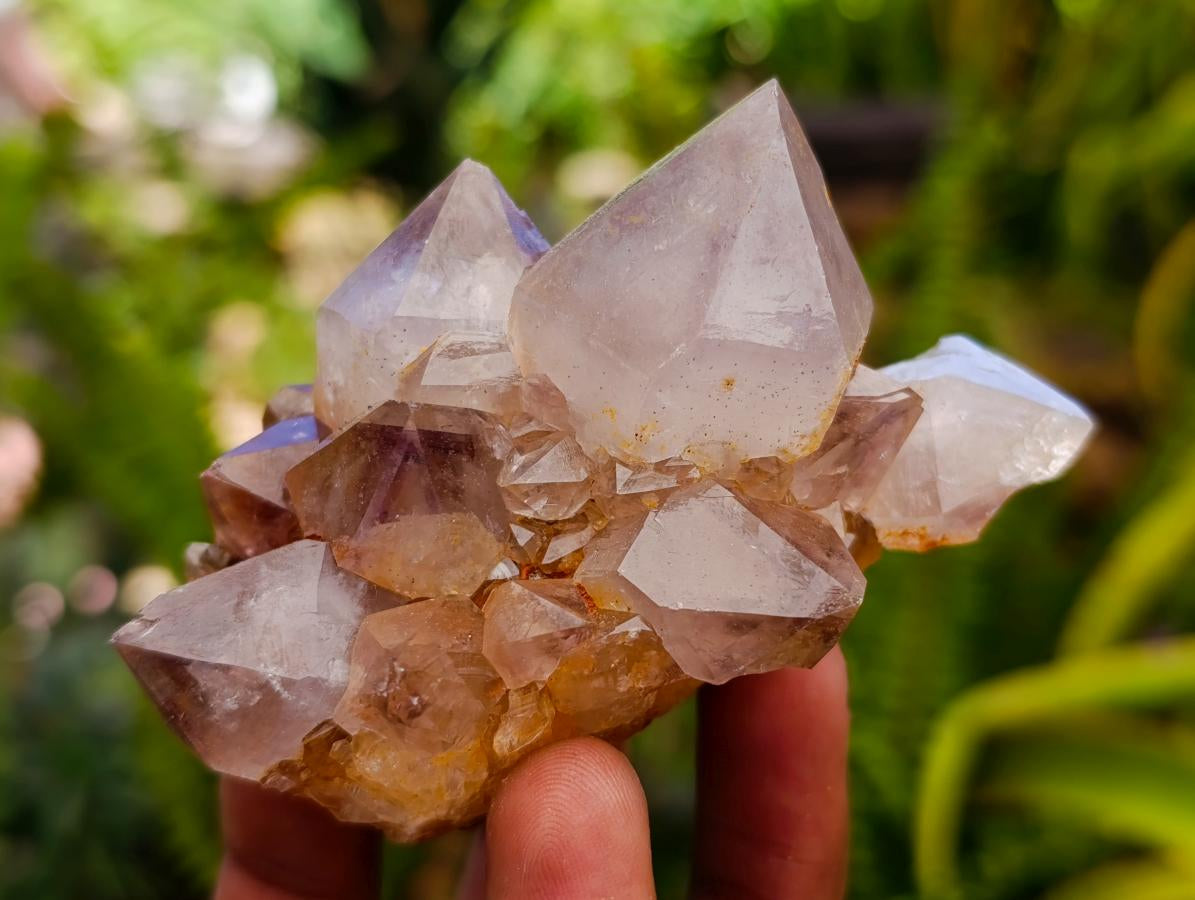 Natural Cactus Flower Smokey Amethyst Spirit Clusters x 6 From South Africa - Toprock Gemstones and Minerals 