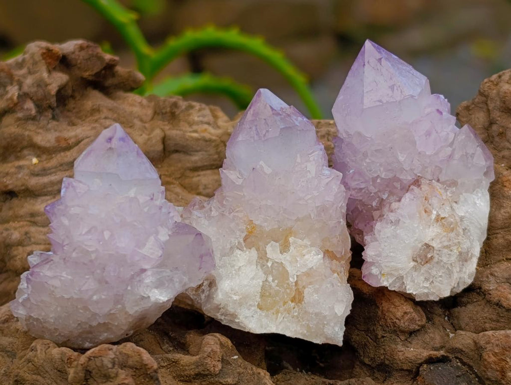 Natural Lilac Amethyst Spirit Clusters x 24 From Boekenhouthoek, South Africa - Toprock Gemstones and Minerals 