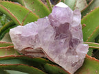 Natural Jacaranda Amethyst Clusters x 3 From Mumbwa, Zambia - Toprock Gemstones and Minerals 