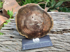 Polished On One Side Dadoxylon Petrified Wood Tree Branches x 2 From Gokwe, Zimbabwe - Toprock Gemstones and Minerals 