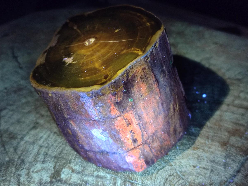 Polished On One Side Dadoxylon Petrified Wood Tree Branches x 2 From Gokwe, Zimbabwe - Toprock Gemstones and Minerals 