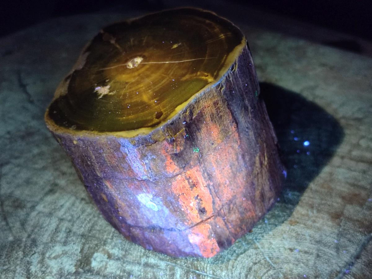 Polished On One Side Dadoxylon Petrified Wood Tree Branches x 2 From Gokwe, Zimbabwe - Toprock Gemstones and Minerals 