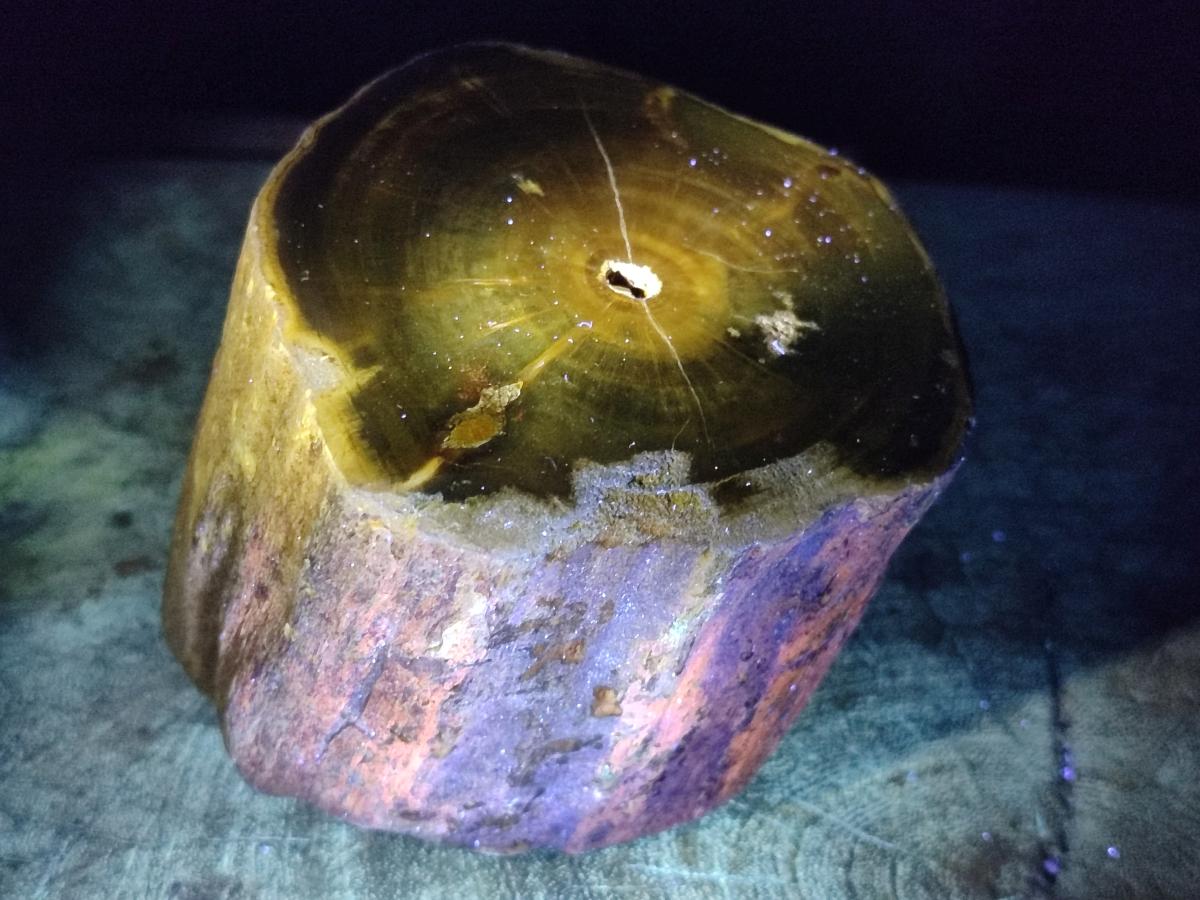 Polished On One Side Dadoxylon Petrified Wood Tree Branches x 2 From Gokwe, Zimbabwe - Toprock Gemstones and Minerals 