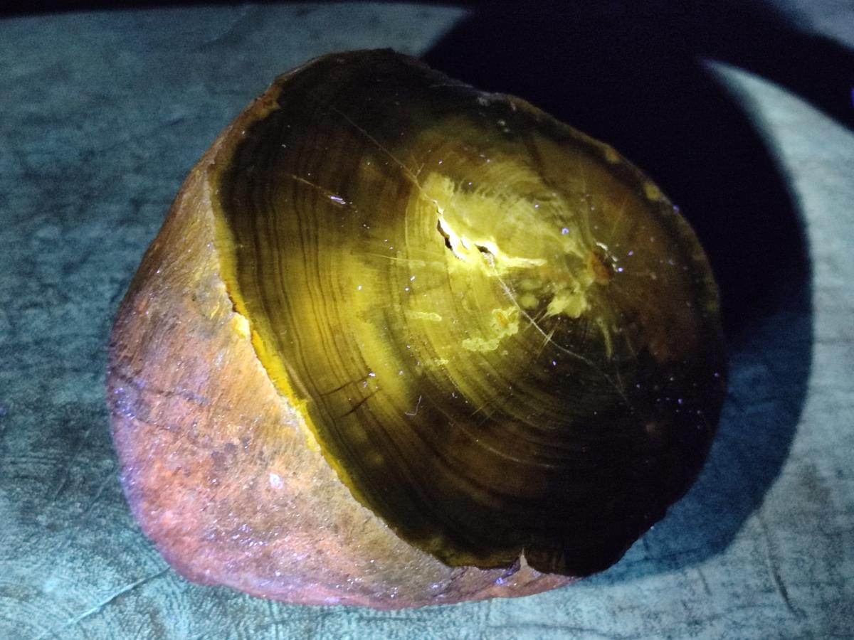 Polished On One Side Dadoxylon Petrified Wood Tree Branches x 2 From Gokwe, Zimbabwe - Toprock Gemstones and Minerals 