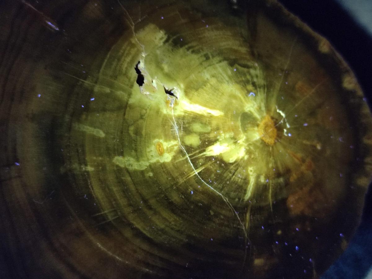 Polished On One Side Dadoxylon Petrified Wood Tree Branches x 2 From Gokwe, Zimbabwe - Toprock Gemstones and Minerals 