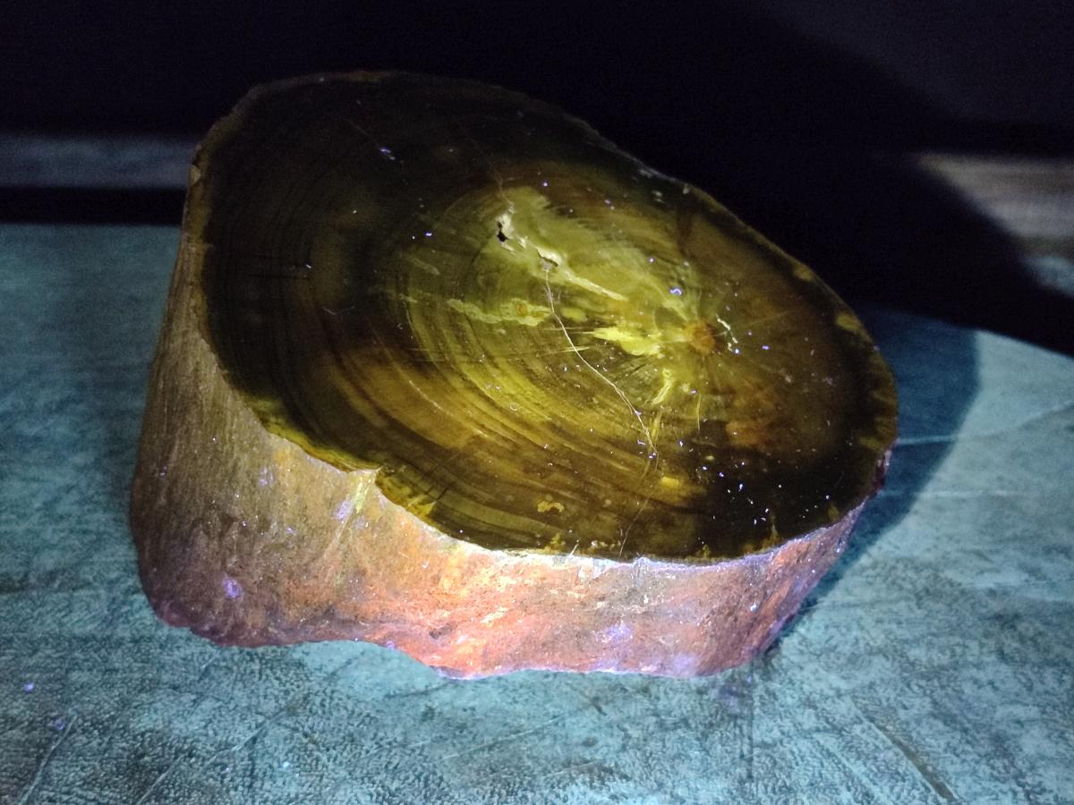 Polished On One Side Dadoxylon Petrified Wood Tree Branches x 2 From Gokwe, Zimbabwe - Toprock Gemstones and Minerals 