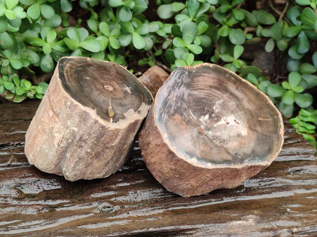 Polished On One Side Dadoxylon Petrified Wood Tree Branches x 2 From Gokwe, Zimbabwe - Toprock Gemstones and Minerals 