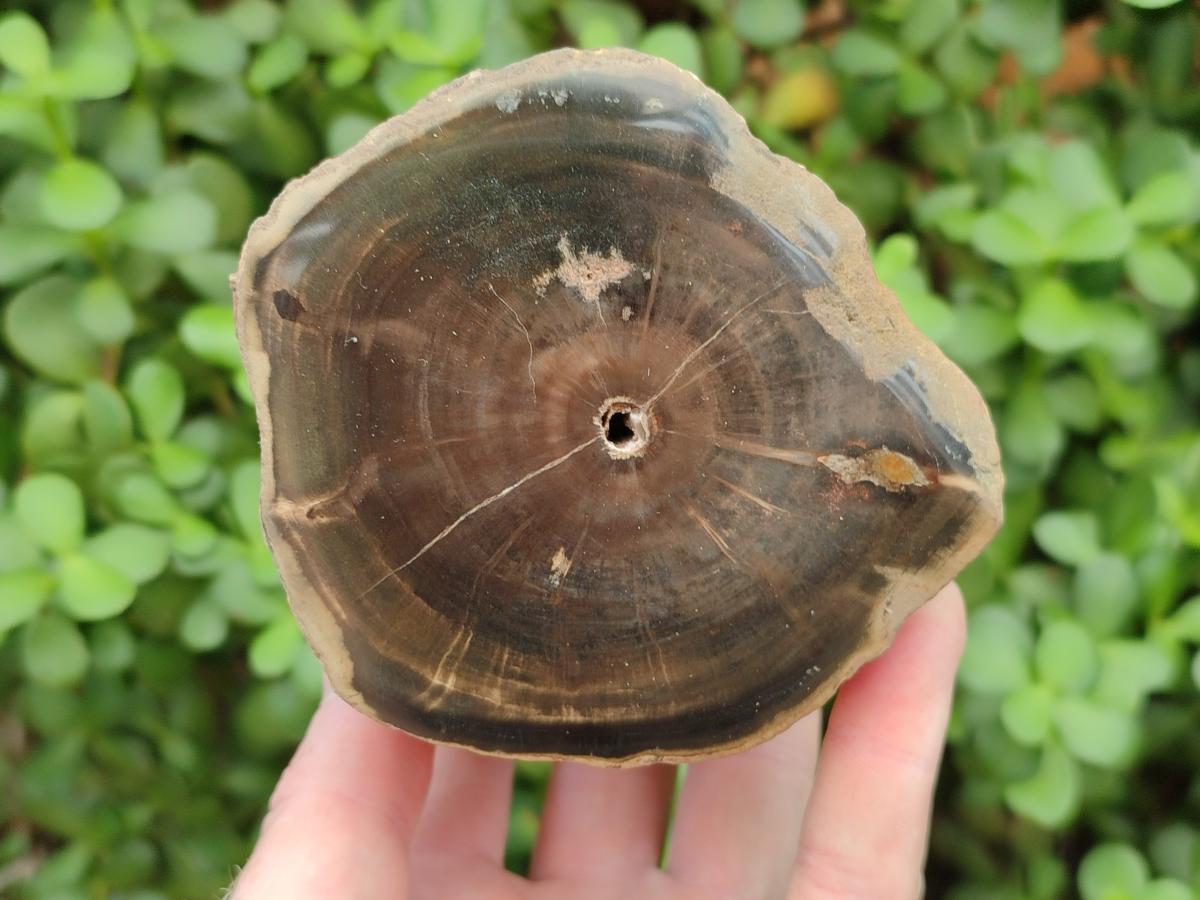 Polished On One Side Dadoxylon Petrified Wood Tree Branches x 2 From Gokwe, Zimbabwe - Toprock Gemstones and Minerals 
