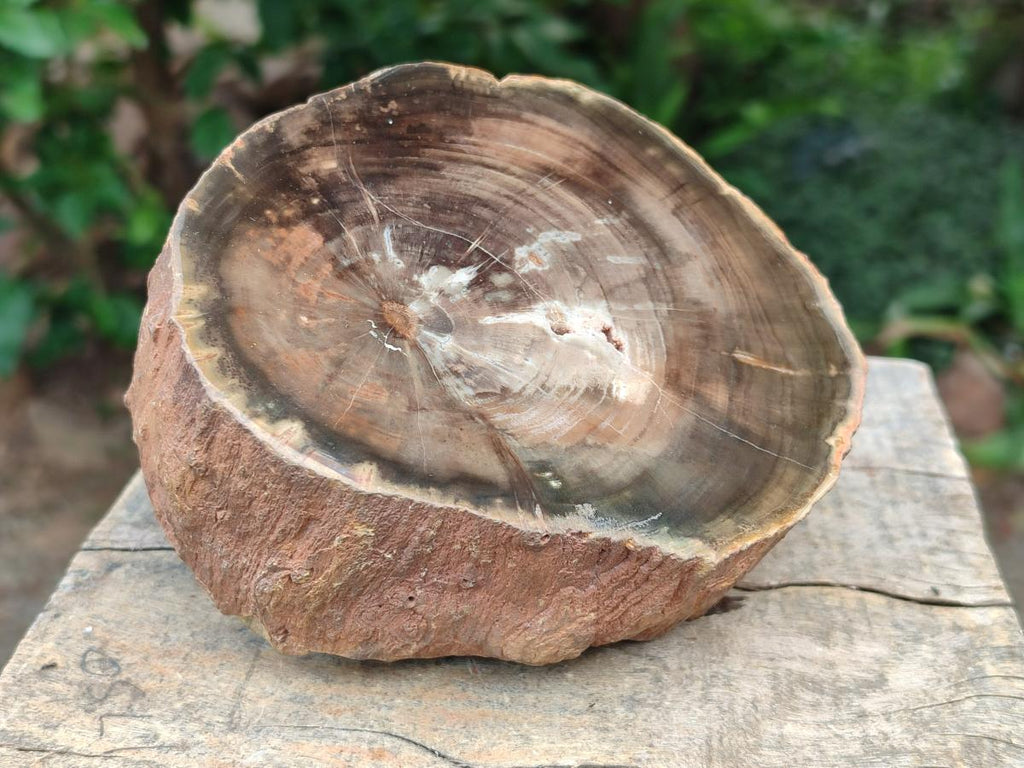 Polished On One Side Dadoxylon Petrified Wood Tree Branches x 2 From Gokwe, Zimbabwe - Toprock Gemstones and Minerals 
