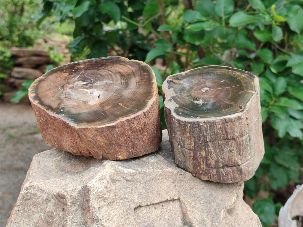 Polished On One Side Dadoxylon Petrified Wood Tree Branches x 2 From Gokwe, Zimbabwe - Toprock Gemstones and Minerals 