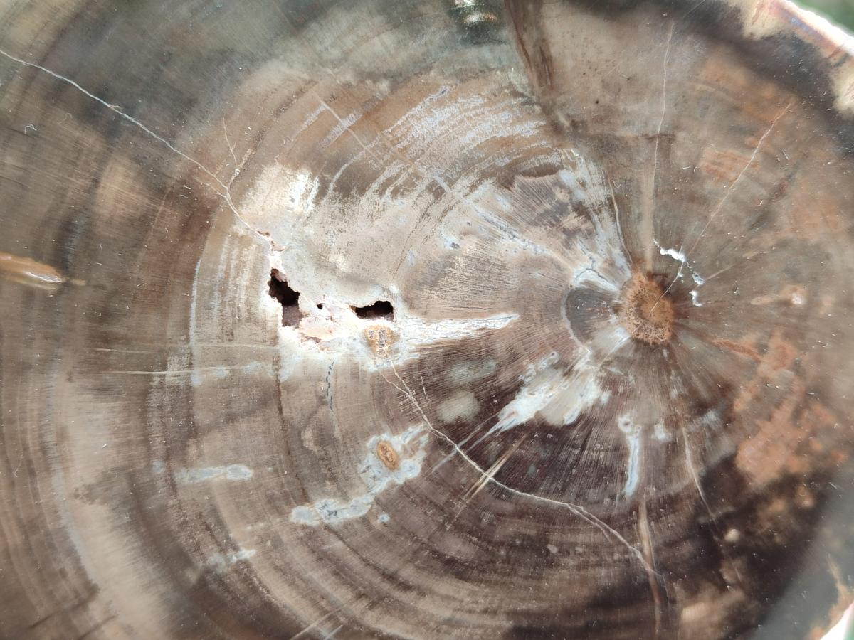 Polished On One Side Dadoxylon Petrified Wood Tree Branches x 2 From Gokwe, Zimbabwe - Toprock Gemstones and Minerals 