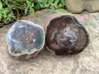Polished On One Side Dadoxylon Petrified Wood Tree Branches x 2 From Gokwe, Zimbabwe - Toprock Gemstones and Minerals 