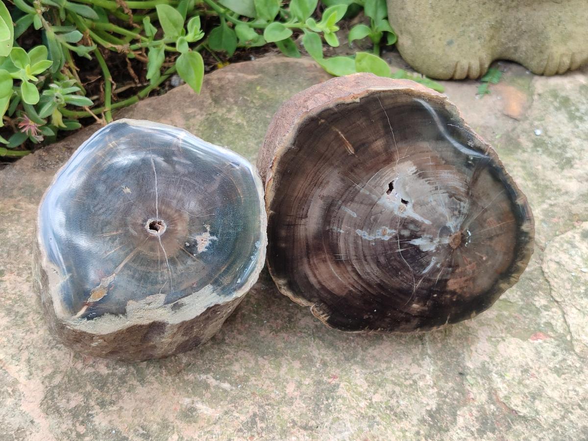 Polished On One Side Dadoxylon Petrified Wood Tree Branches x 2 From Gokwe, Zimbabwe - Toprock Gemstones and Minerals 