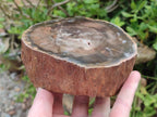 Polished On One Side Dadoxylon Petrified Wood Tree Branches x 2 From Gokwe, Zimbabwe - Toprock Gemstones and Minerals 