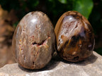 Polished Dadoxylon Petrified Wood Eggs and Free Forms x 17 From Gokwe, Zimbabwe - Toprock Gemstones and Minerals 