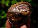 Polished Dadoxylon Petrified Wood Eggs and Free Forms x 17 From Gokwe, Zimbabwe - Toprock Gemstones and Minerals 