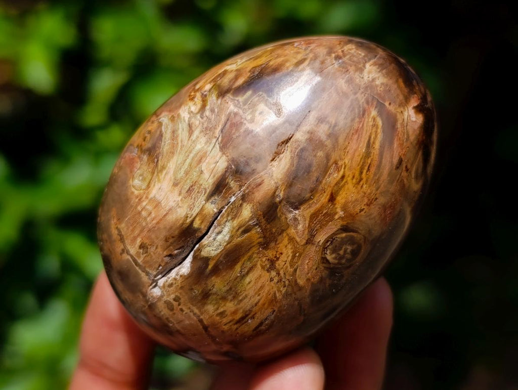 Polished Dadoxylon Petrified Wood Eggs and Free Forms x 17 From Gokwe, Zimbabwe - Toprock Gemstones and Minerals 