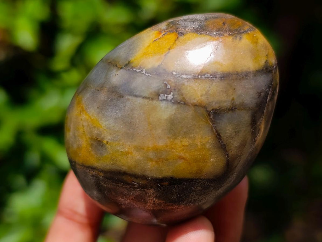 Polished Dadoxylon Petrified Wood Eggs and Free Forms x 17 From Gokwe, Zimbabwe - Toprock Gemstones and Minerals 