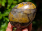 Polished Dadoxylon Petrified Wood Eggs and Free Forms x 17 From Gokwe, Zimbabwe - Toprock Gemstones and Minerals 