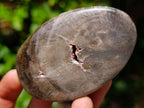 Polished Dadoxylon Petrified Wood Eggs and Free Forms x 17 From Gokwe, Zimbabwe - Toprock Gemstones and Minerals 
