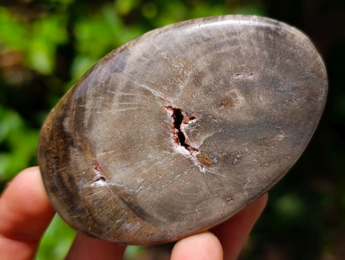 Polished Dadoxylon Petrified Wood Eggs and Free Forms x 17 From Gokwe, Zimbabwe - Toprock Gemstones and Minerals 