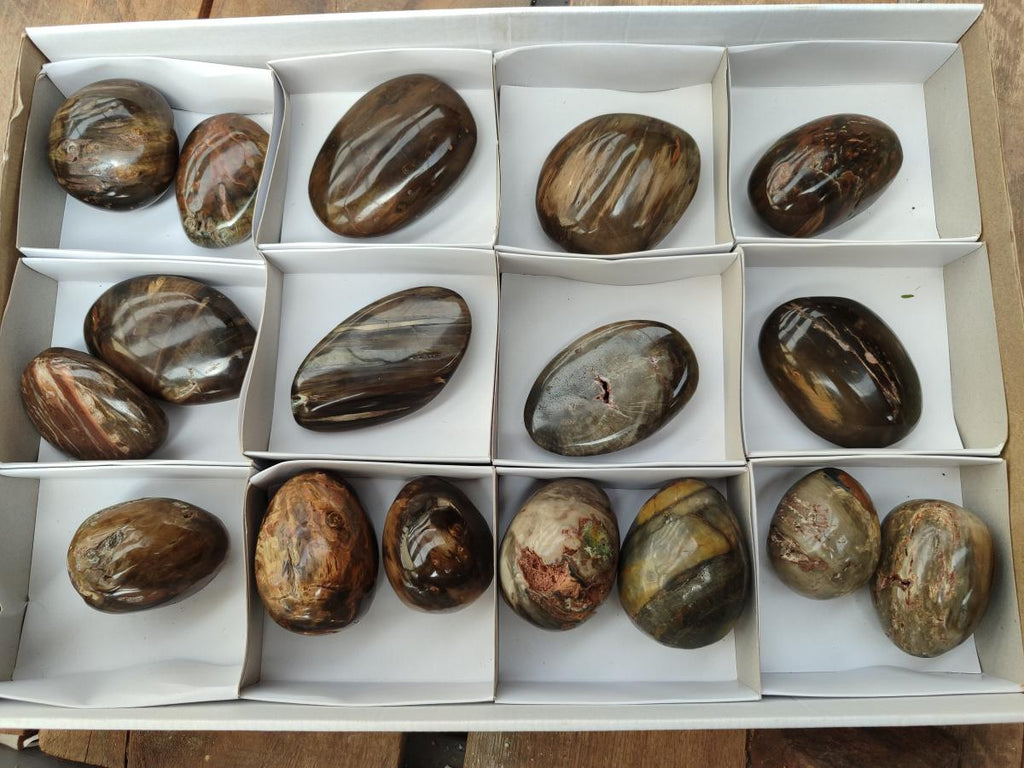 Polished Dadoxylon Petrified Wood Eggs and Free Forms x 17 From Gokwe, Zimbabwe - Toprock Gemstones and Minerals 