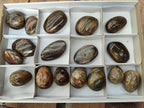 Polished Dadoxylon Petrified Wood Eggs and Free Forms x 17 From Gokwe, Zimbabwe - Toprock Gemstones and Minerals 