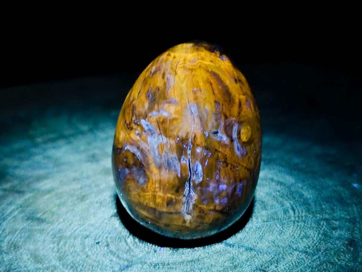 Polished Dadoxylon Petrified Wood Eggs and Free Forms x 17 From Gokwe, Zimbabwe - Toprock Gemstones and Minerals 