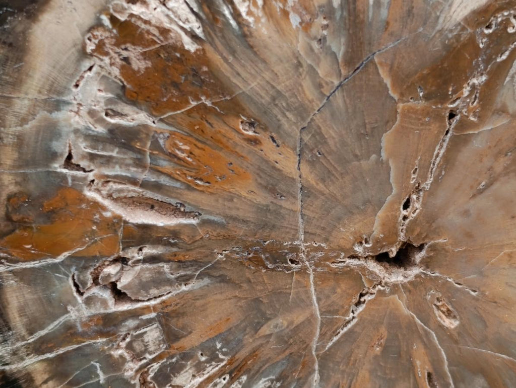 Polished Thick Dadoxylon Petrified Wood Slices x 2 From Gokwe, Zimbabwe - Toprock Gemstones and Minerals 
