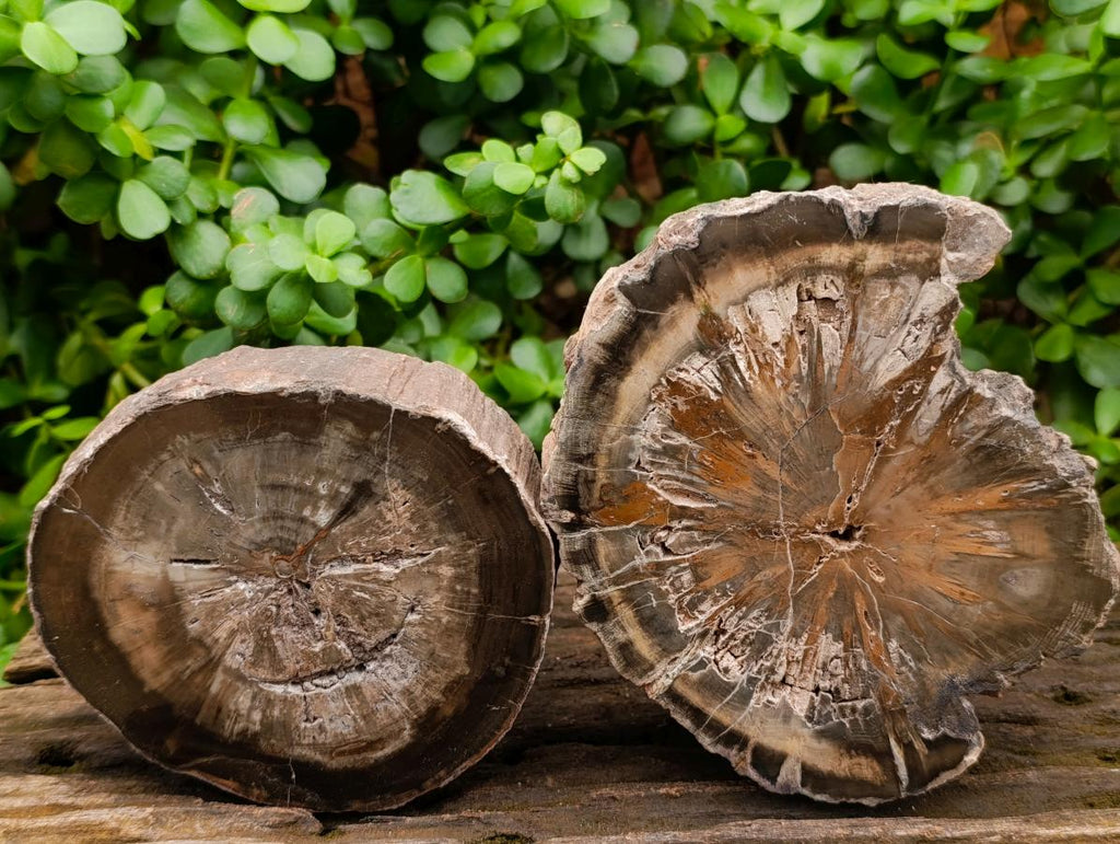 Polished Thick Dadoxylon Petrified Wood Slices x 2 From Gokwe, Zimbabwe - Toprock Gemstones and Minerals 