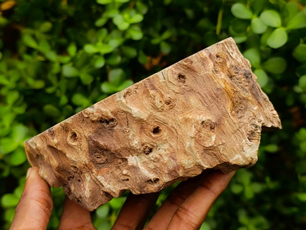 Polished Thick Dadoxylon Petrified Wood Slices x 2 From Gokwe, Zimbabwe - Toprock Gemstones and Minerals 